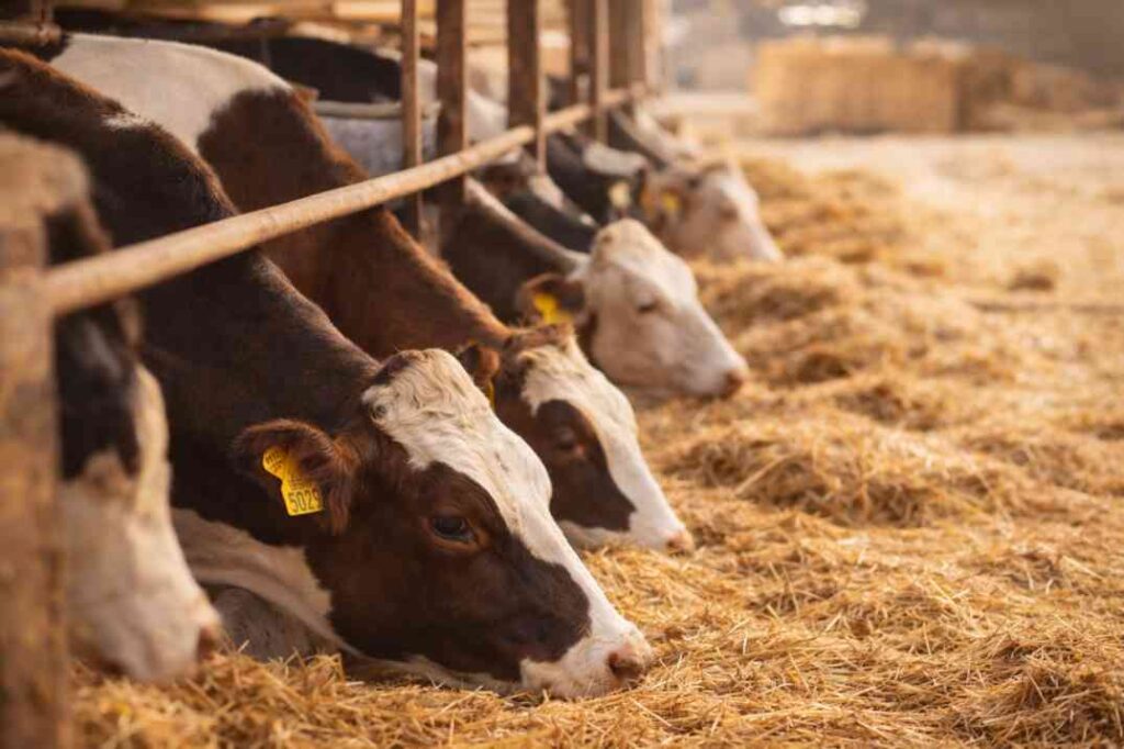 Cows resting on wheat straw bedding inside a dairy farm